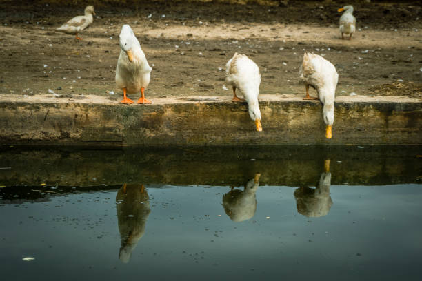 Two white ducks drinking water standing on the edge of the pond