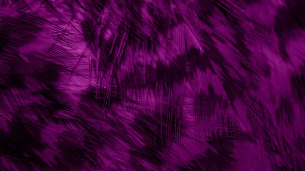 istock purple hawk feathers with visible detail. background or texture 1366804006