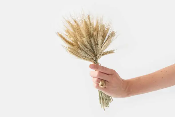 Crop tender hand of woman with golden ring holding small tied bouquet with golden spikelet of ripe wheat against white background