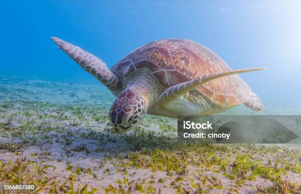 Green Sea Turtle Grazing On Seagrass Beds On Red Sea Marsa Alam Egypt Stock Photo - Download Image Now