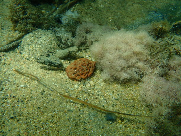Peach seed on sea bottom. Sea pollution.