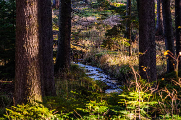 istock A brook in CHKO Brdy, Czechia. 1366809367