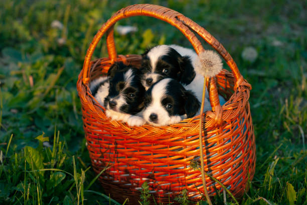 istock Little papillon puppies sitting in a knitted basket 1366809727