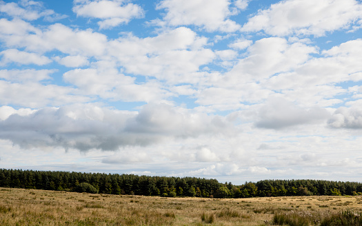The landscape in Rothbury, Northumberland. The grass area in the shot is lined by trees.
