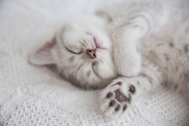 Cute tabby Scottish short hair silver kitten. Dreaming kittens sleep on a bed under warm white blanket. Pets sleep at cozy home. Top down view web banner. Funny adorable pets cats. Postcard concept.