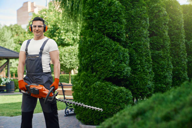 istock Man standing at summer garden with electric hedge trimmer 1366811981