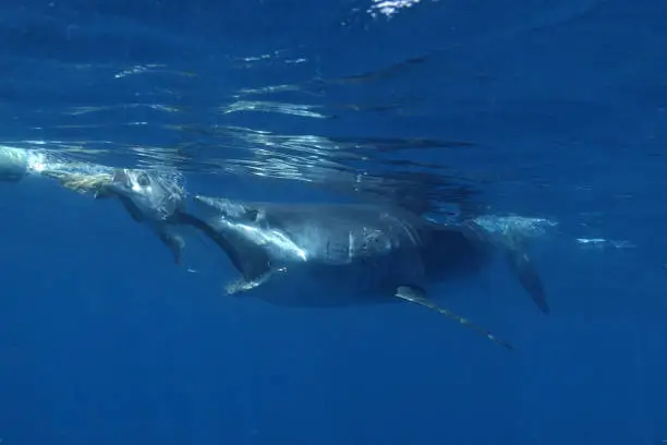 shortfin mako shark, Isurus oxyrinchus, trying to take the bait, Cape Point, South Africa; a hook can be seen stuck in the corner of its mouth