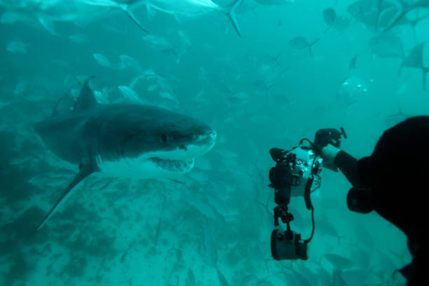 istock great white shark, Carcharodon carcharias, approaching scuba diver, Neptune Islands, South Australia 1366812247