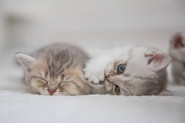 istock Cute tabby Scottish short hair silver kittens. Dreaming kittens sleep on a bed under warm white blanket. Pets sleep at cozy home. Top down view web banner. Funny adorable pets cats. Postcard concept 1366812320