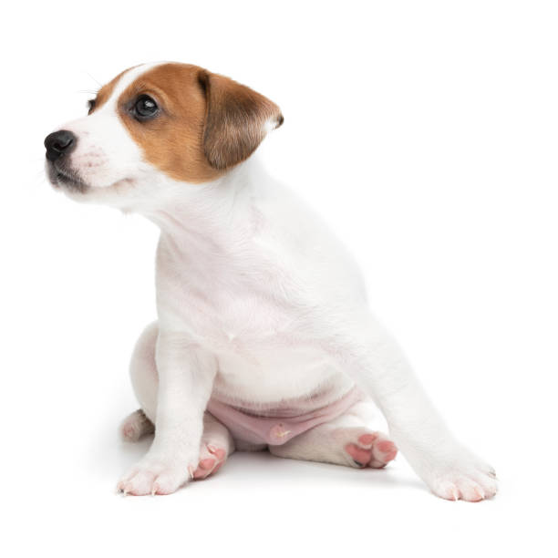 istock Jack Russell Terrier puppy isolated on white background. Dog jack terrier sitting front view studio shot. 1366812502