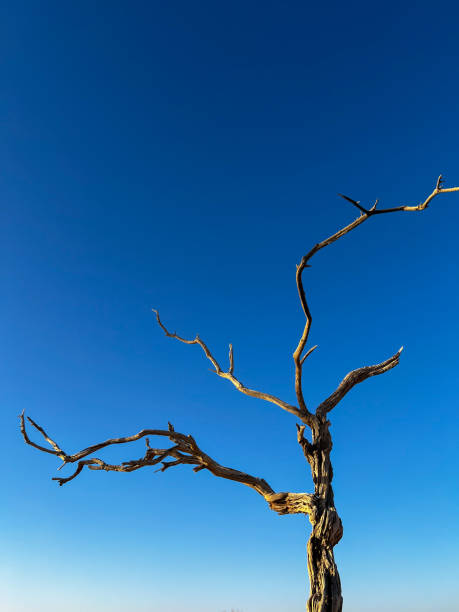 istock Black acacia trees. Dead dried plants in Namibia, blue sky. Desert 1366813357
