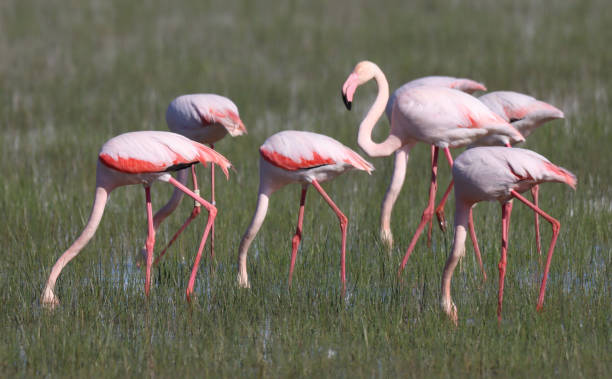 istock Birds, Wildlife, Water, Wild Animal 1366813432