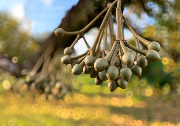 Durian flowers on the durian tree, durian cultivation
