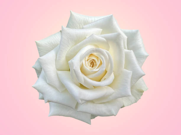 istock White rose isolated on soft pink background for your valentine design concept 1366813999