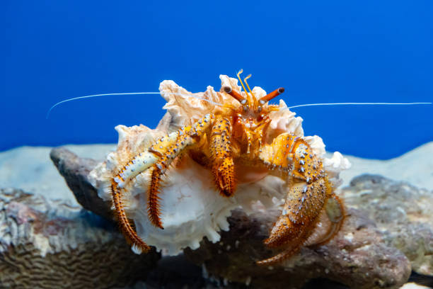 istock Close-up of a giant orange hermit crab 1366814003