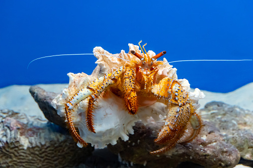 Close-up of a giant orange hermit crab raised in an aquarium.