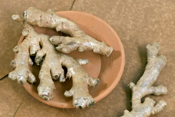 Photo of Ginger in clay trough and brown paper background