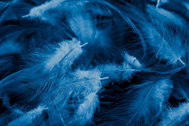istock macro photo of blue hen feathers. background or textura 1366815621