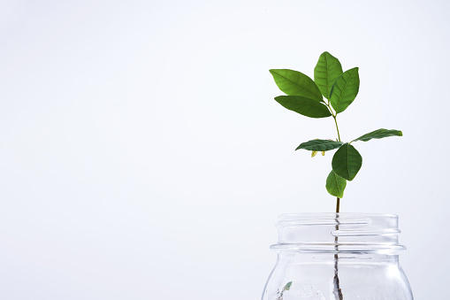 Young plant growing from coin jar, growing investments concept