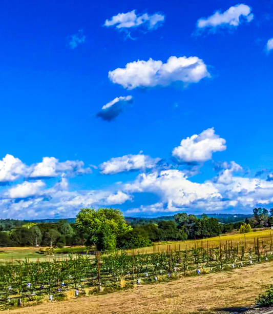 istock Blue skies over an orchard 1366815803