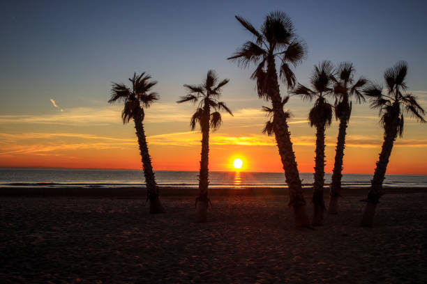 istock Landscape six with palm trees at sunrise on the beach. 1366815836