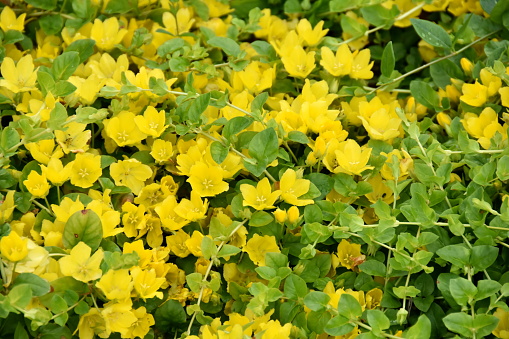 Golden creeping Jenny Lysimachia nummularia flowering yellow flowers