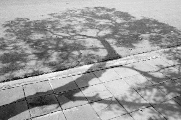 istock Black and white shadow of tree on asphalt road. 1366817871
