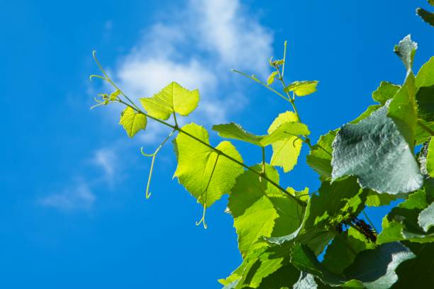 istock Green grapevine leaves against blue sky 1366818156