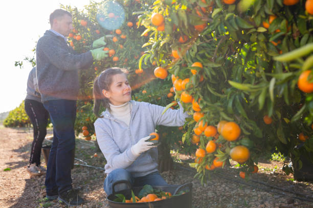 istock Farmers picking ripe mandarins 1366818358