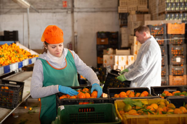 istock Employees controlling quality of tangerines 1366819202