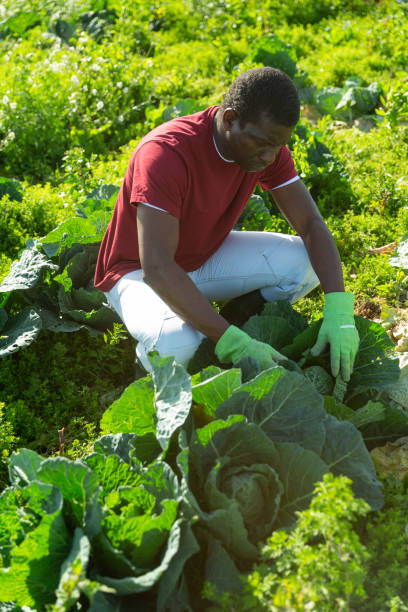 istock African-american man harvesting tender cabbage 1366819435