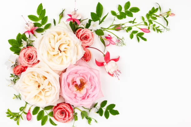 istock Beautiful white and pink roses flowers . 1366819552