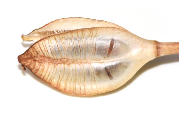Green striped seed capsule from a wild tulip Tulipa tarda on black background