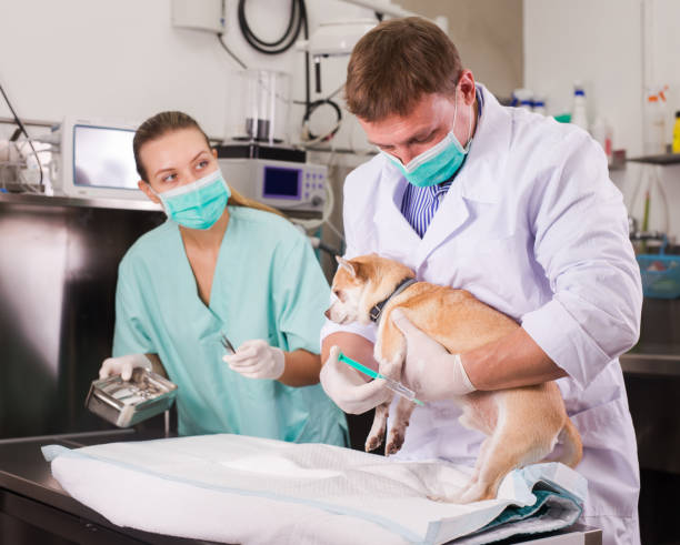 istock Dog on the operating table in a veterinary clinic 1366819564