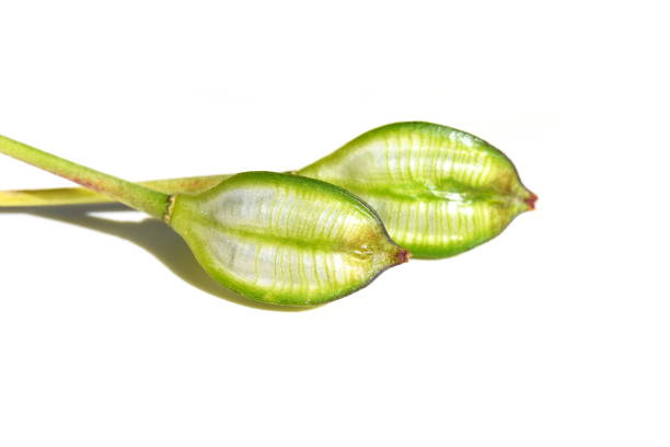 istock Wild tulip Tulipa tarda seed capsule 1366819626