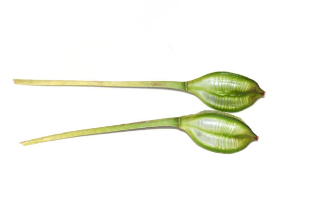 istock Wild tulip Tulipa tarda seed capsule 1366819627