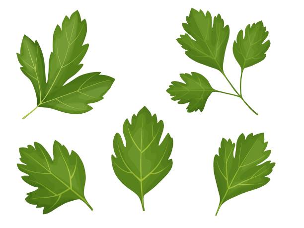 zestaw pietruszki. rysunkowa ilustracja pietruszki na białym backgrounad. - parsley cilantro leaf leaf vegetable stock illustrations