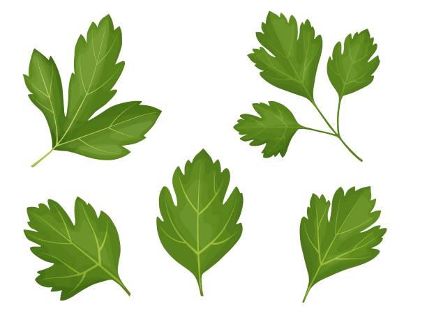 набор петрушки. мультяшная иллюстрация петрушки на белой задней части. - parsley cilantro leaf leaf vegetable stock illustrations