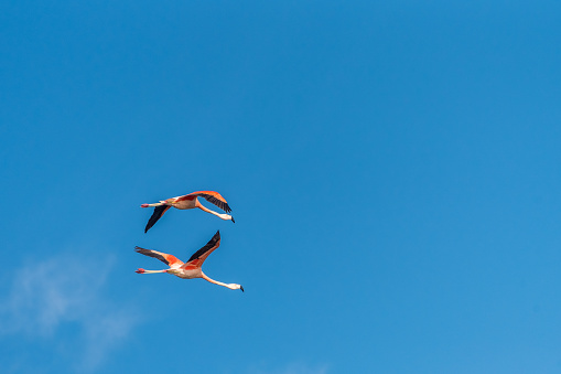 Two Andean flamingos, Phoenicoparrus andinus, flying with blue sky in the Ansenuza Sea, Cordoba, Argentina. with