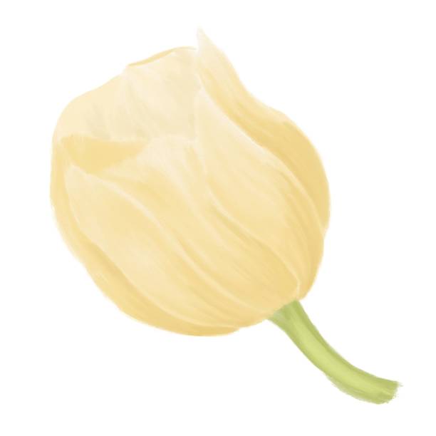 Yellow tulip flower, illustration with paints, on a white background decorative elemen Yellow tulip flower, illustration with paints, on a white background decorative elemen white background chicory isolated white stock illustrations