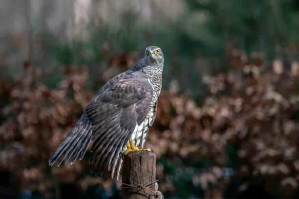 istock Northern Goshawk  (Accipiter gentilis) on a branch 1366822281