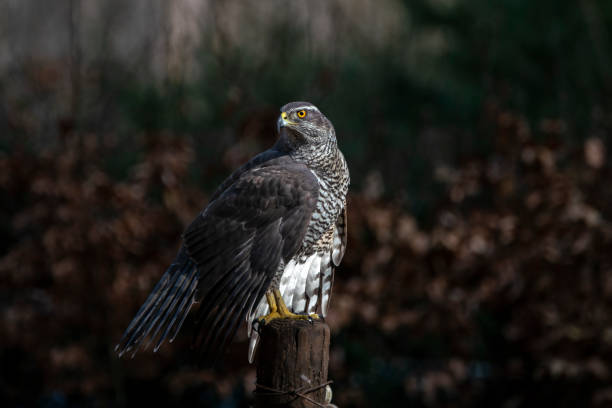 istock Northern Goshawk  (Accipiter gentilis) on a branch 1366822290
