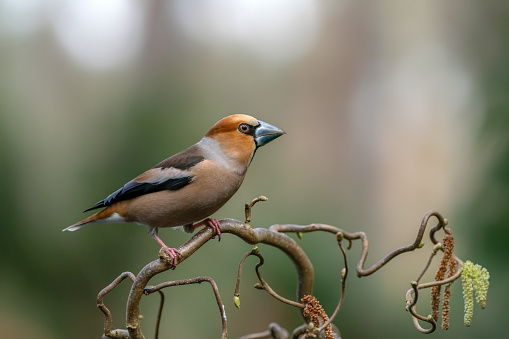 Beautiful Hawfinch (Coccothraustes coccothraustes) on a branch in the autumn forest of Noord Brabant in the Netherlands.
