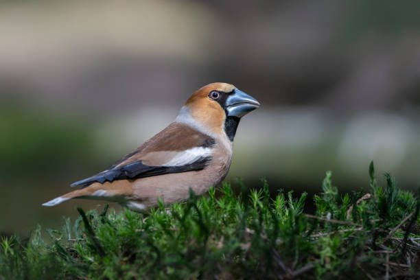 istock Hawfinch (Coccothraustes coccothraustes) in the forest 1366822324