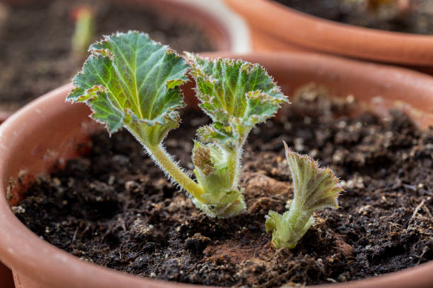 giovani germogli e foglie di begonia tuberosa in una pentola sul davanzale della finestra. fiori di casa, hobby. - begonia foto e immagini stock