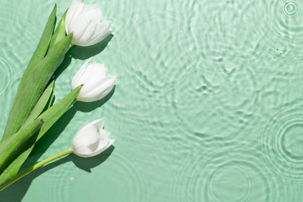 fundo de água da primavera. textura aquática verde, superfície de ondulações, transparente, flor de tulipa, sombras e luz solar. spa e conceito de fundo cosmético - turquoise blue spa treatment green - fotografias e filmes do acervo