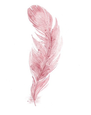 Watercolor painted illustration Valentine day pink soft feather