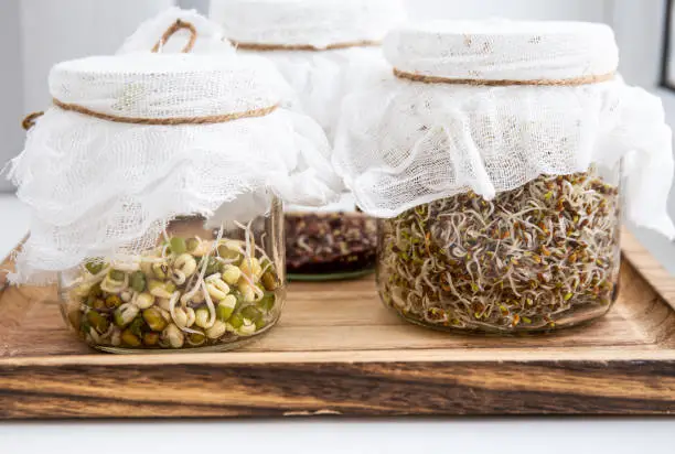 Photo of Various seed sprouts growing in glass jars, healthy vitamin rich food snack. Lucerne or Alfalfa, mung bean sprouts, broccoli sprouts seeds in glass jars. Growing Microgreens at home concept.