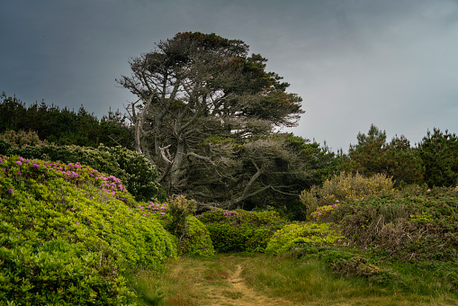 Old tree on Tresco island in the Isles of Scilly. England