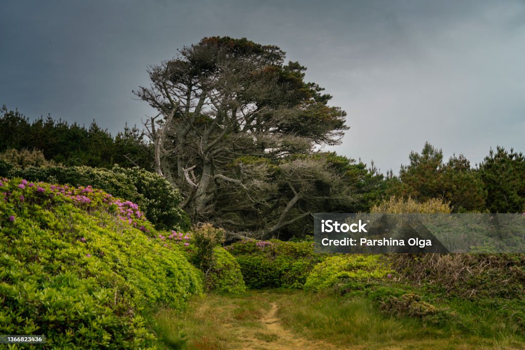 Old tree on Tresco island in the Isles of Scilly. England Island Stock Photo